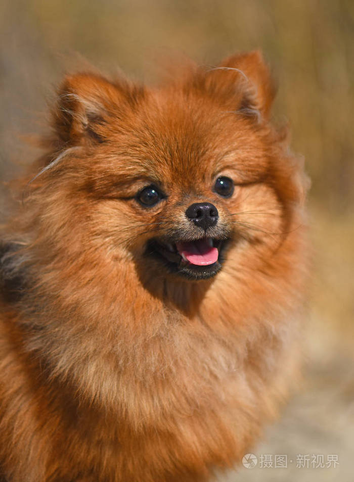博美犬施皮茨在自然