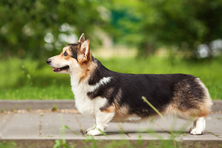 威尔士科基犬狗画像