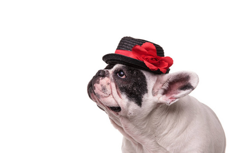 法国斗牛犬戴顶帽子，看起来起来的侧面肖像