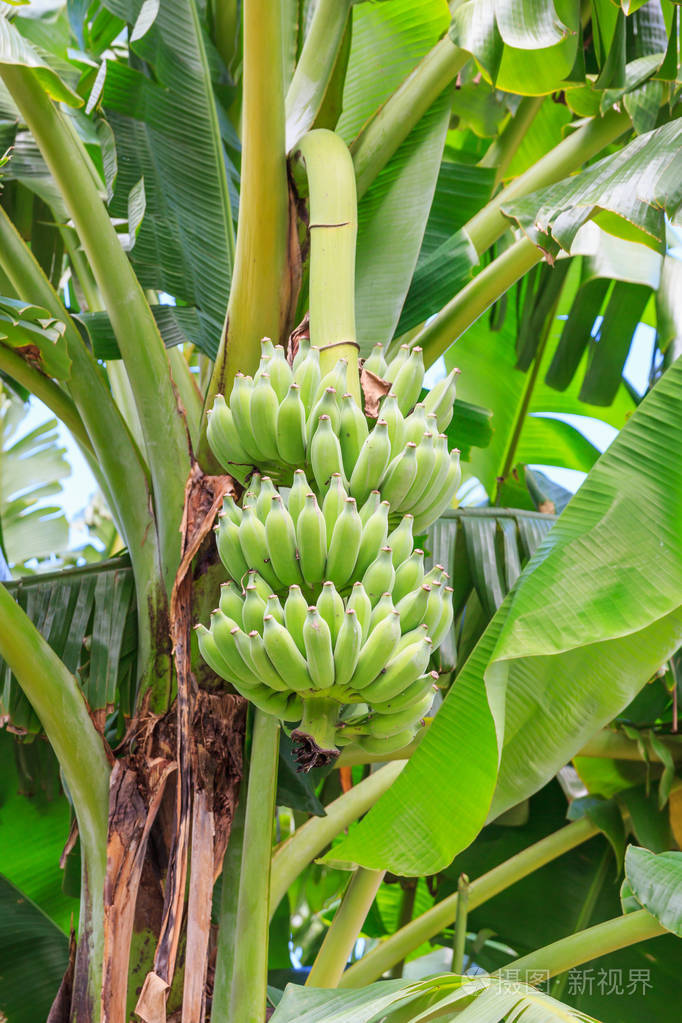 在字段中的香蕉树