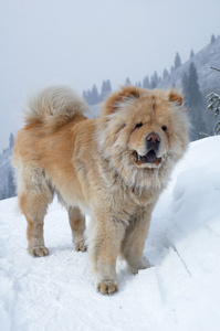 冬天山上的黄狗