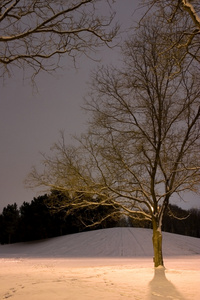 树后的光柱冬天的景象图片