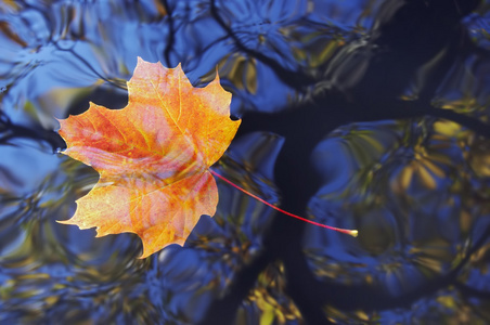 水上的秋叶