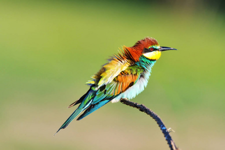 蓝尾食蜂鸟。硬币的纲佛法僧 Merops philippinus 家庭