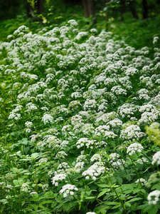 花 Aegopodium podagraria 在森林里