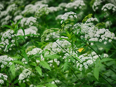 花 Aegopodium podagraria 在森林里