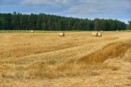 成堆的秸秆和青干草在波兰,夏末的麦田照片