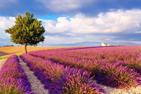 在普罗旺斯，法国的 valensole 附近的薰衣草田