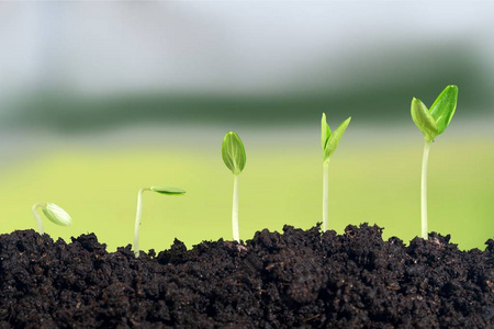新生命的成长照片