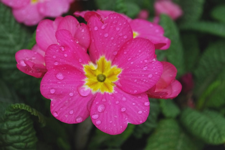 五彩缤纷的花朵