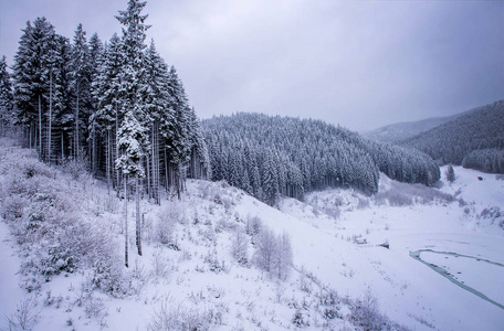圣诞冬季景观 云杉和松树树覆盖在雪里