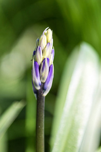 蓝铃芽风信子非脚本