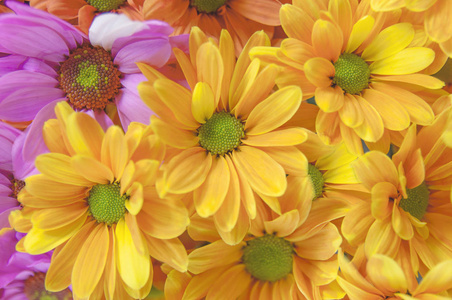 五颜六色雏菊图片