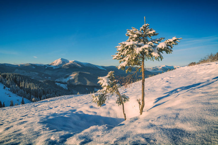 境内山的雪覆盖着的冷杉树