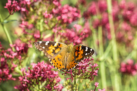 彩纹女士蝴蝶图片