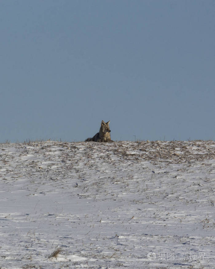 山顶上的土狼照片-正版商用图片00wva4-摄图新视界