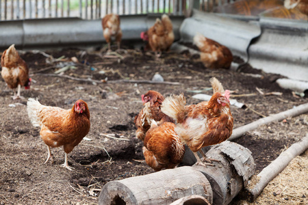 在农村传统的散养家禽农场蛋鸡群.有机农场照片