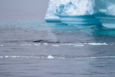 布兰斯菲尔德战略鲸鱼南极半岛平顶冰山