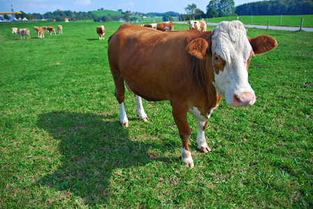 绿色草地上的牛照片