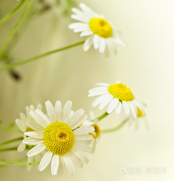 甘菊黄春菊