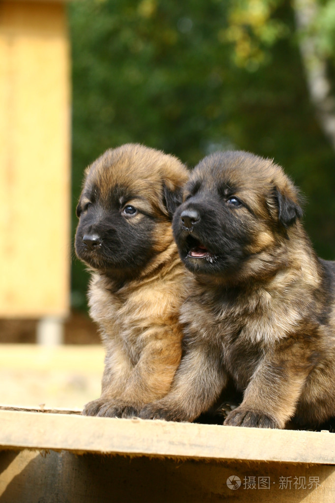 小德牧犬图片幼犬图片