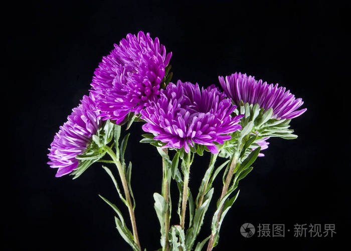 紫苑花上黑色背景特写照片 正版商用图片00x55x 摄图新视界
