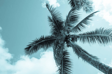 椰子挂上面从棕榈树和叶子在微风 ab 中摇摆