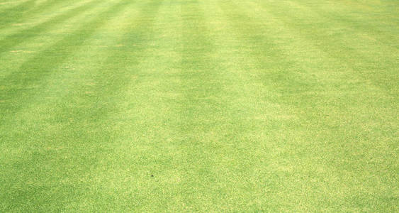 高尔夫球场绿色草坪草背景