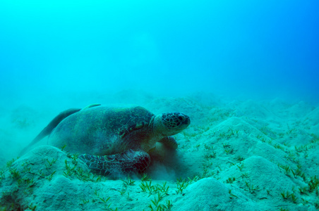 海绿海龟