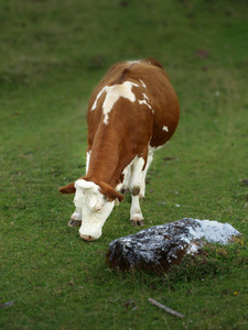 在一片绿色的草地上吃草的母牛