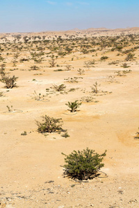 在阿曼老沙漠