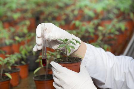 生物学家持壶与新芽和化学品的管