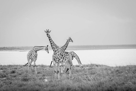 长颈鹿群站在草地上