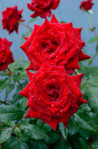 郁郁葱葱的自然背景上花园里的红玫瑰布什