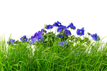 绿草和白色背景的蓝色紫罗兰