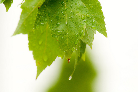 雨后落叶