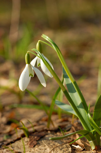 雪花莲春天开白花 snowdrop的名词复数 