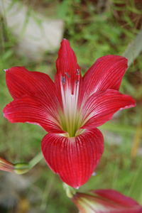 婆罗洲热带花卉