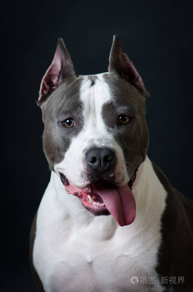 斯塔福梗第二代工作室在黑色背景上