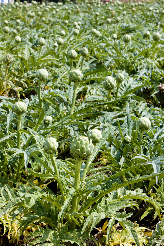 洋蓟artichoke的名词复数