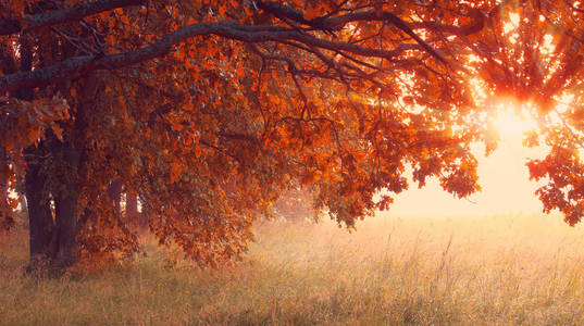 阳光明媚的秋天场景。妄称时代背景