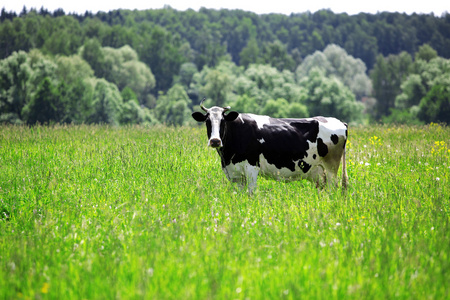 农村地区绿田奶牛图片