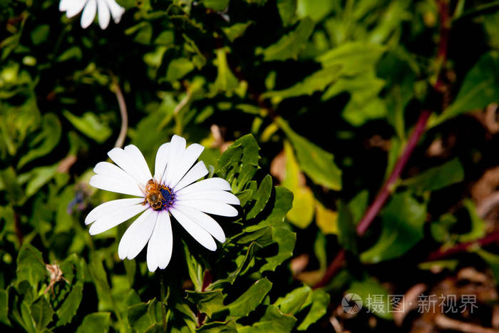 菊科 Osteospermum ecklonis白色雏菊与蜜蜂精品