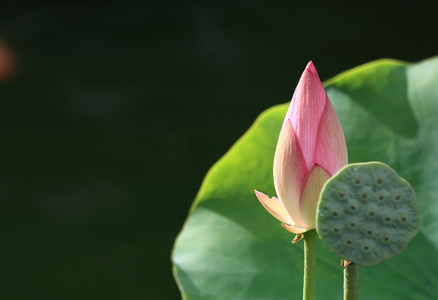 莲花  忘忧果 落拓枣