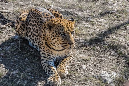 两个牧羊人在村庄的沥青路牧场后, 驾驶一群纯种的家养奶牛回家去谷仓