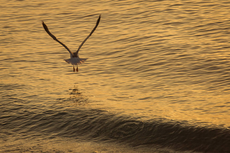 海鸥在水面上日出图片
