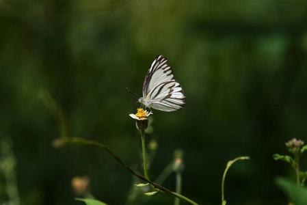 白色的蝴蝶在花草地上
