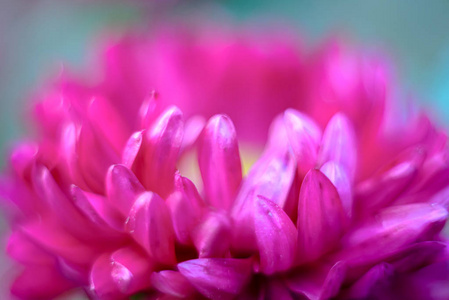 粉红色的花卉背景