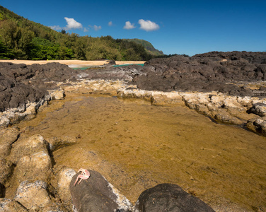 鲁玛海海滩考艾岛与岩石和蟹图片