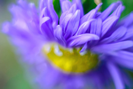 在紫色和黄色的花卉背景。模糊的照片